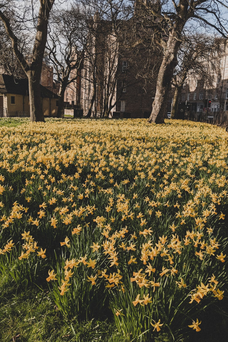 field of daffodils